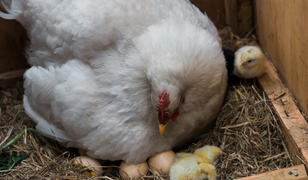 mother hen with eggs and chicks