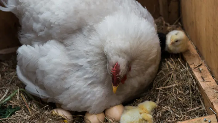 mother hen with eggs and chicks