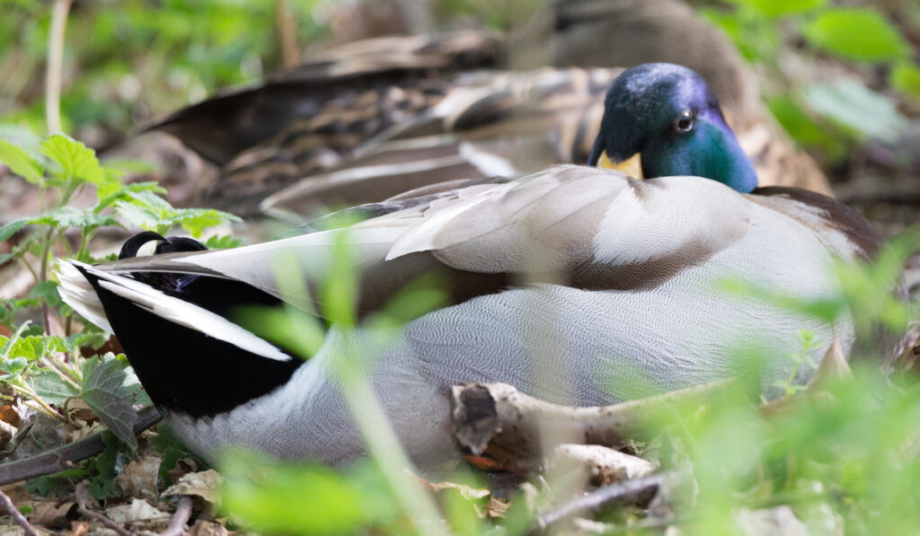 peeping duck resting