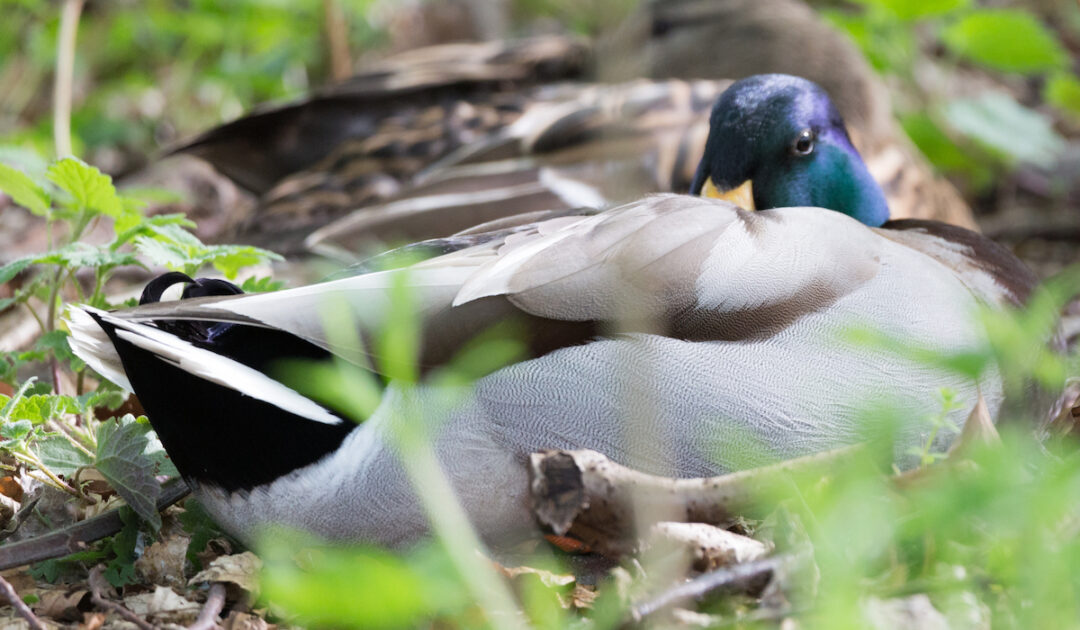 Where Do Ducks Sleep? Farmhouse Guide