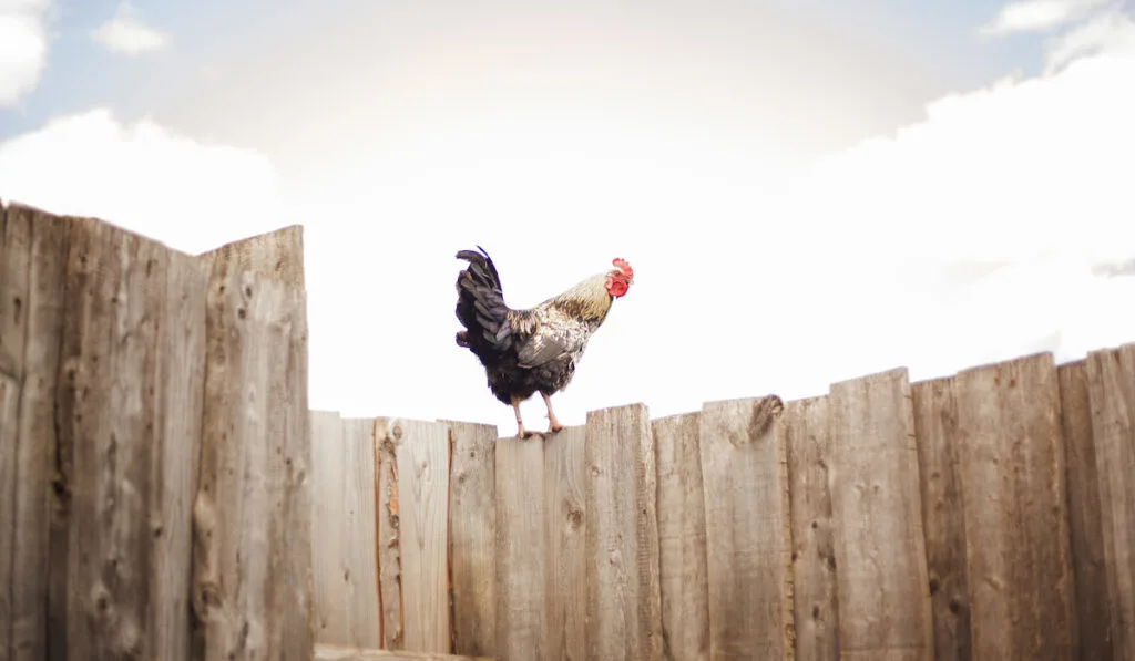 rooster perching