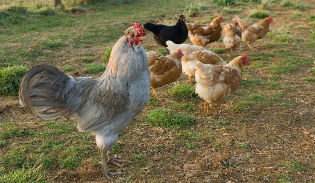 rooster with hens