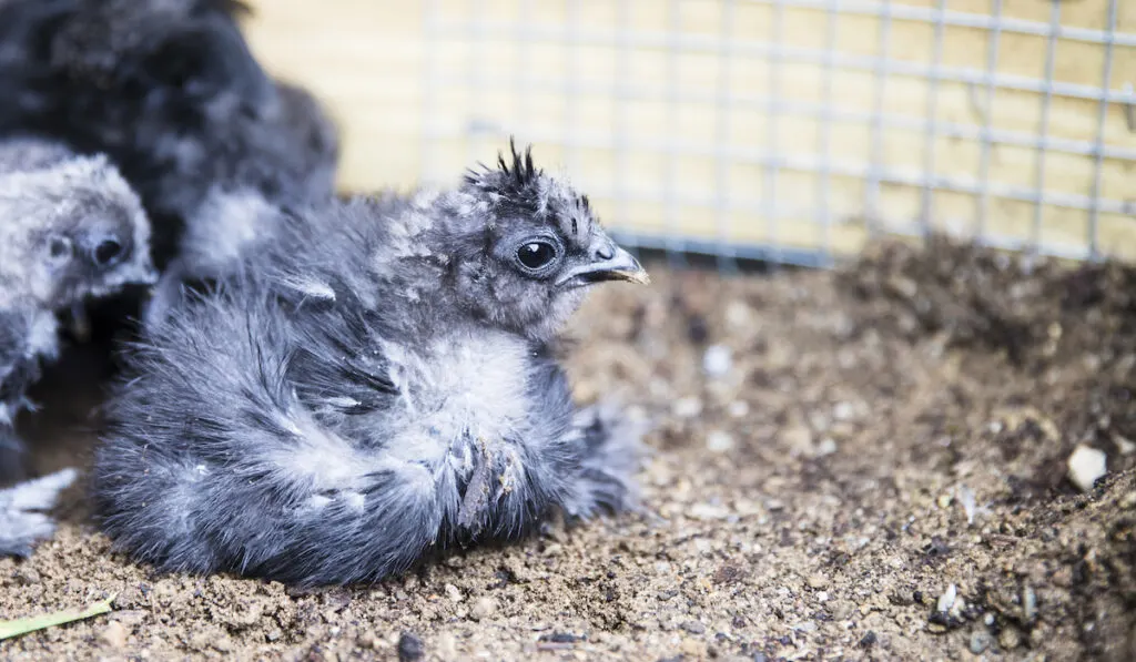 silkie blue chick