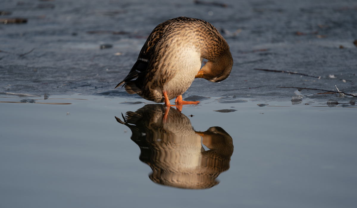 Where Do Ducks Sleep? Farmhouse Guide