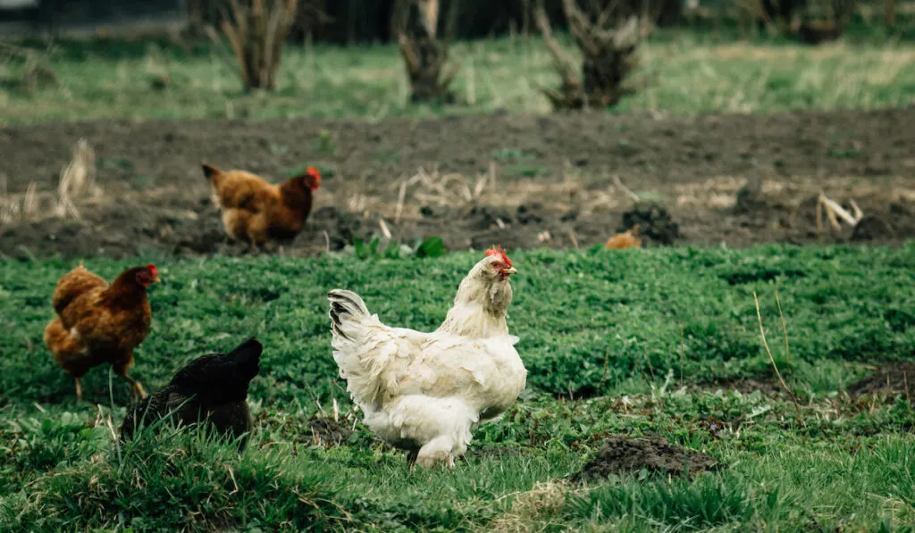 white chicken