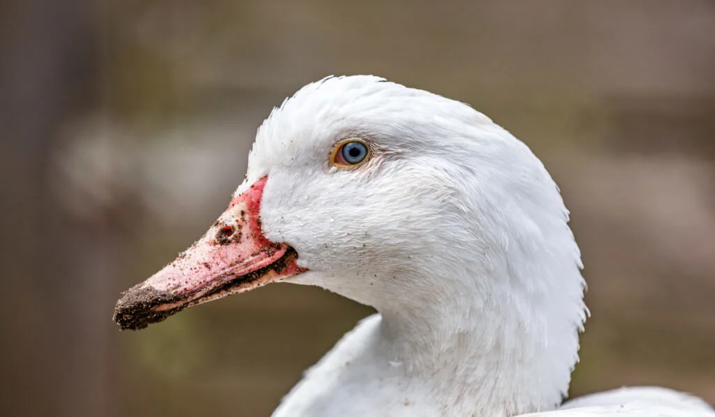 white goose closeup