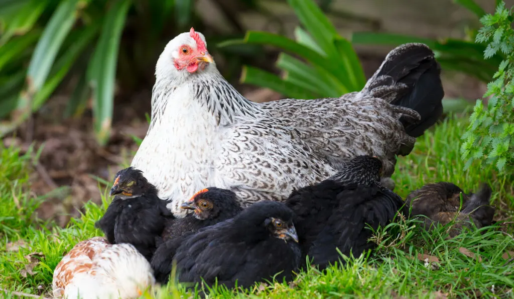 white hen with black chicks