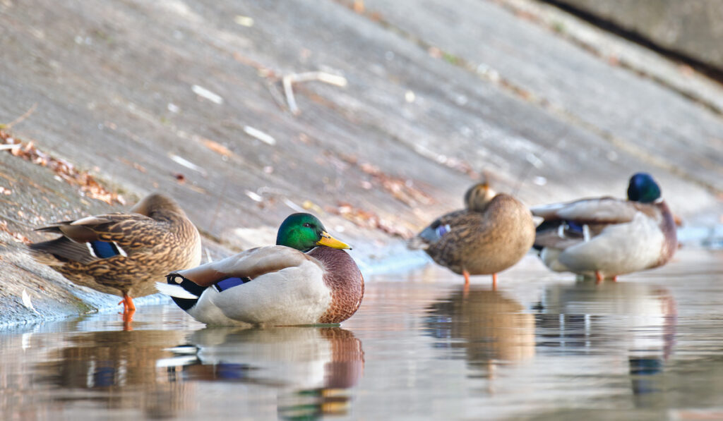 wild ducks resting