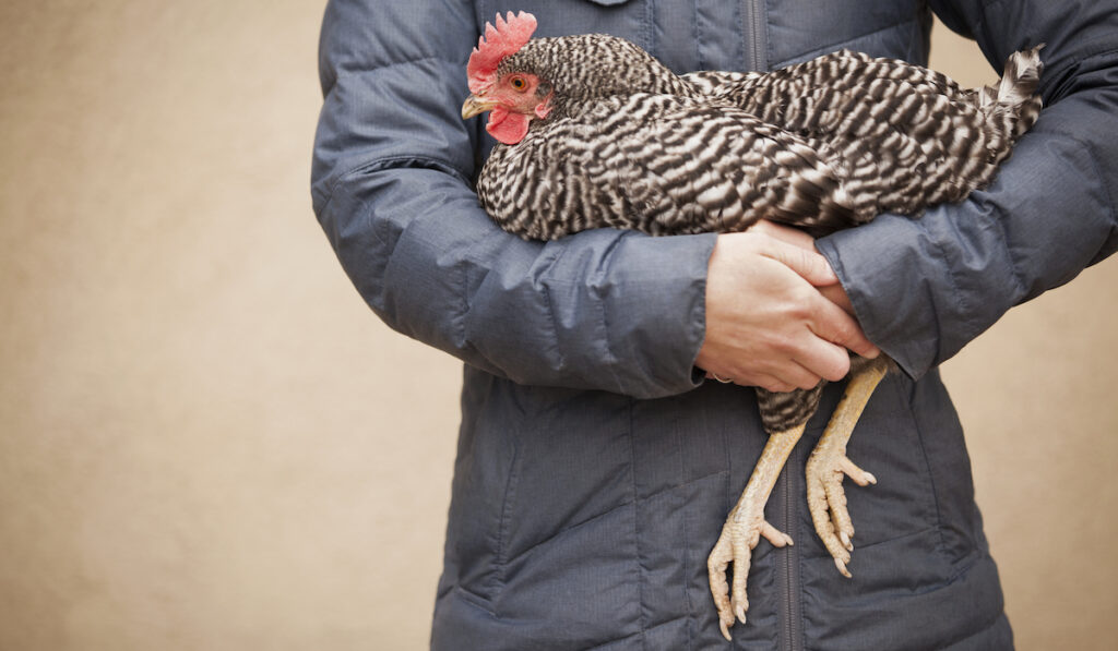 woman carrying chicken
