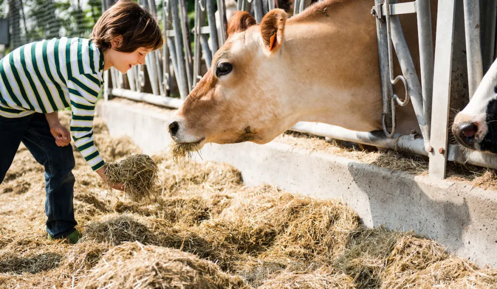 boy feeding cow by hand