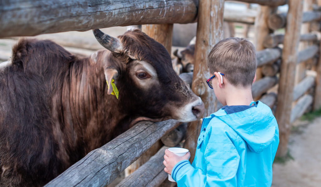 boy feeding cow grass