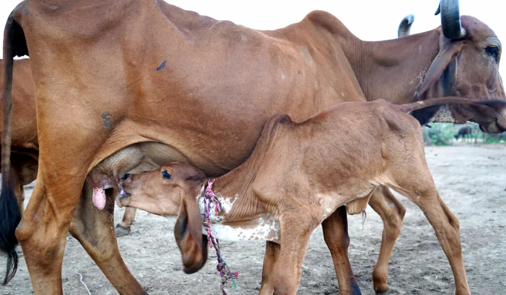 calf drinking milk