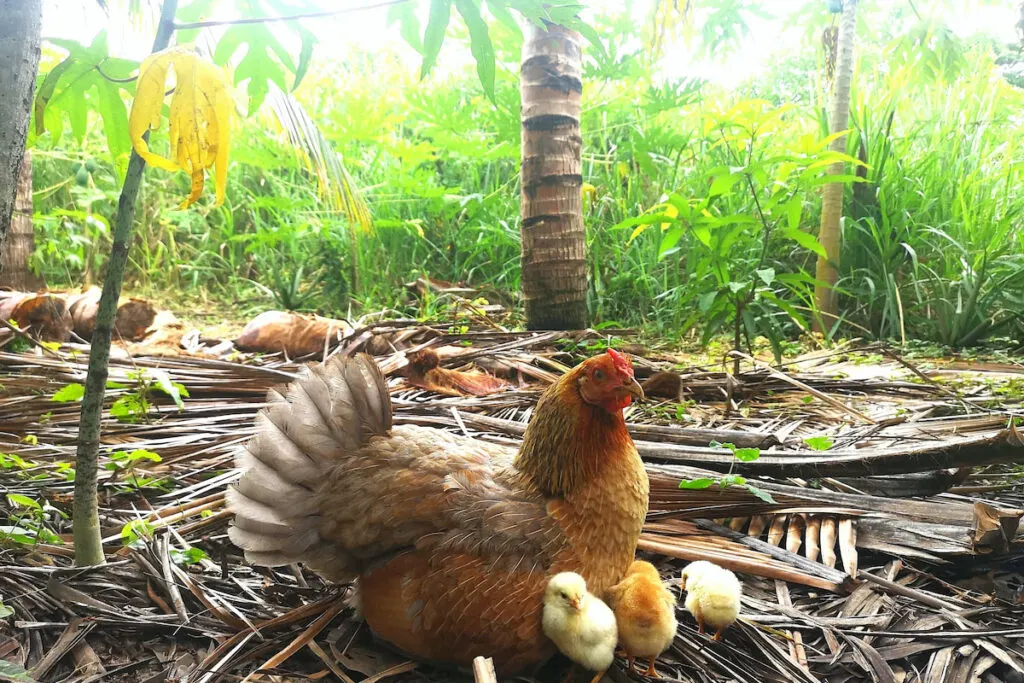 chicken with chicks