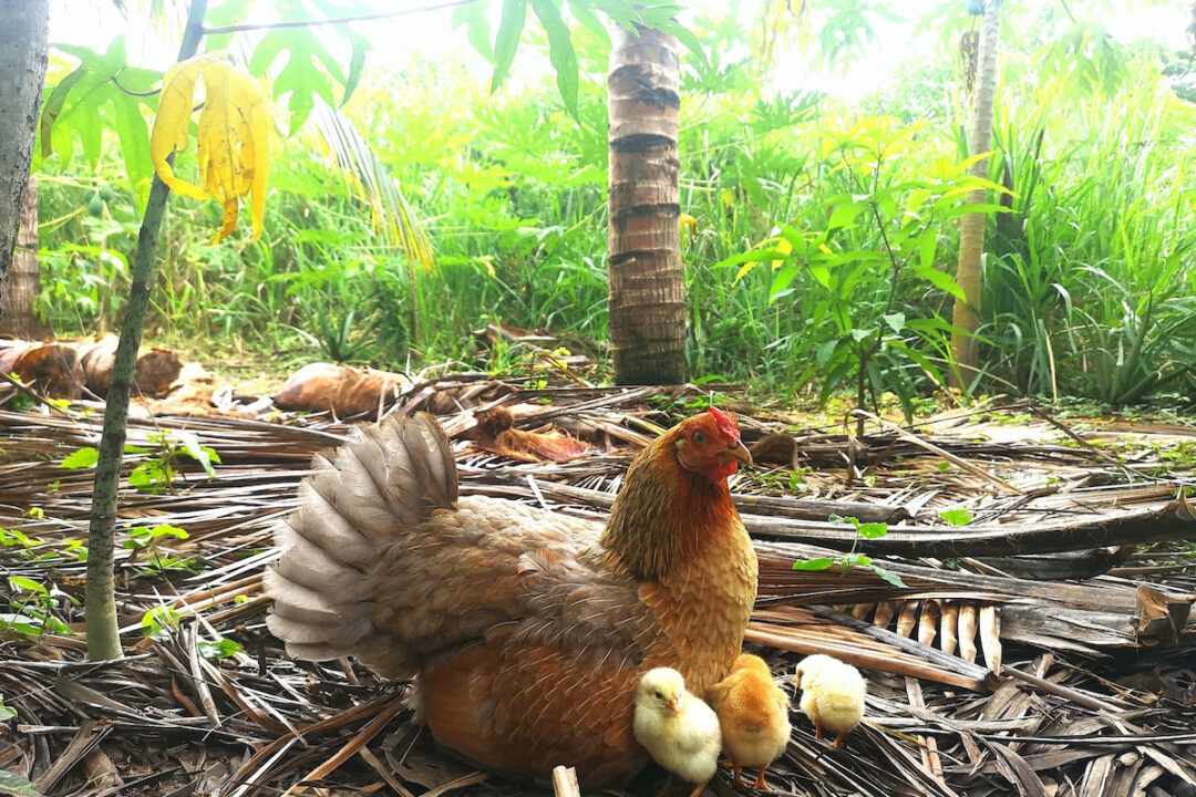 Do Chickens Pee and How Can You Keep Their Eggs Clean? Farmhouse Guide