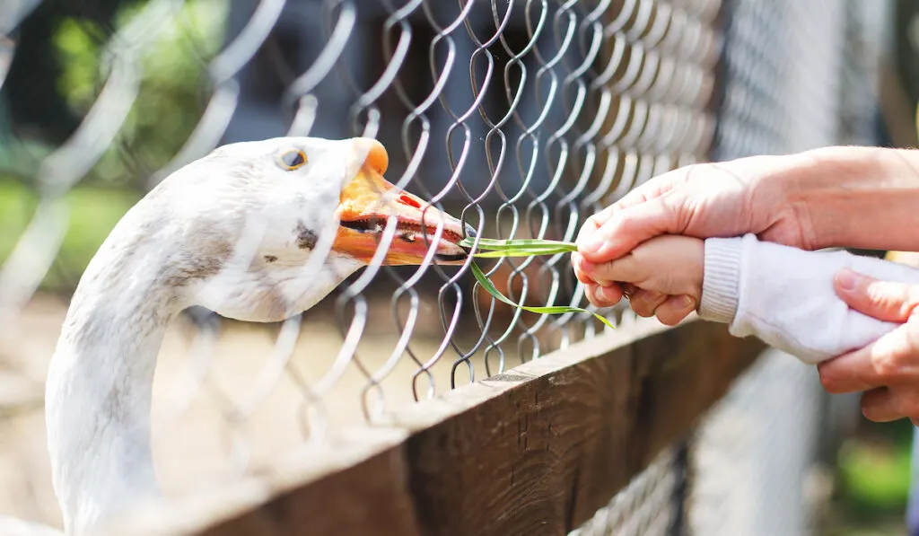 child feeding geese