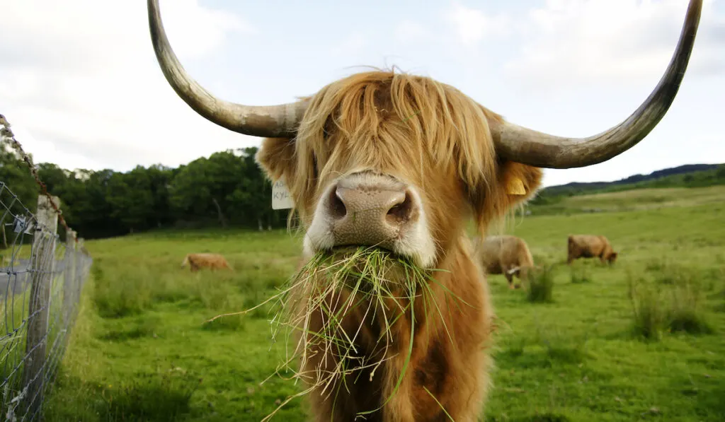 cow eating grass closeup