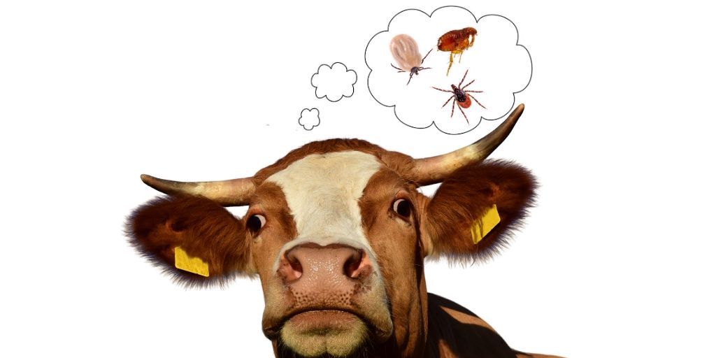 Cow With Different Types of Ticks