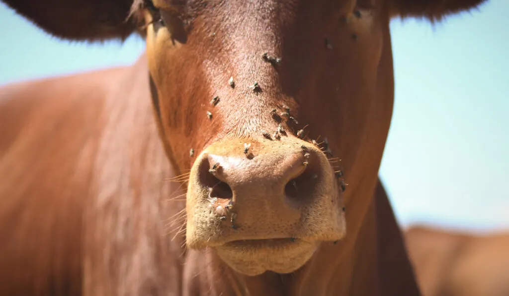 cow with flies