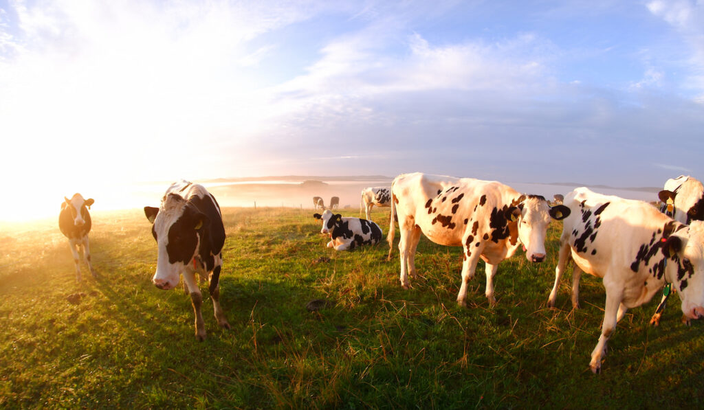 cows in sunrise