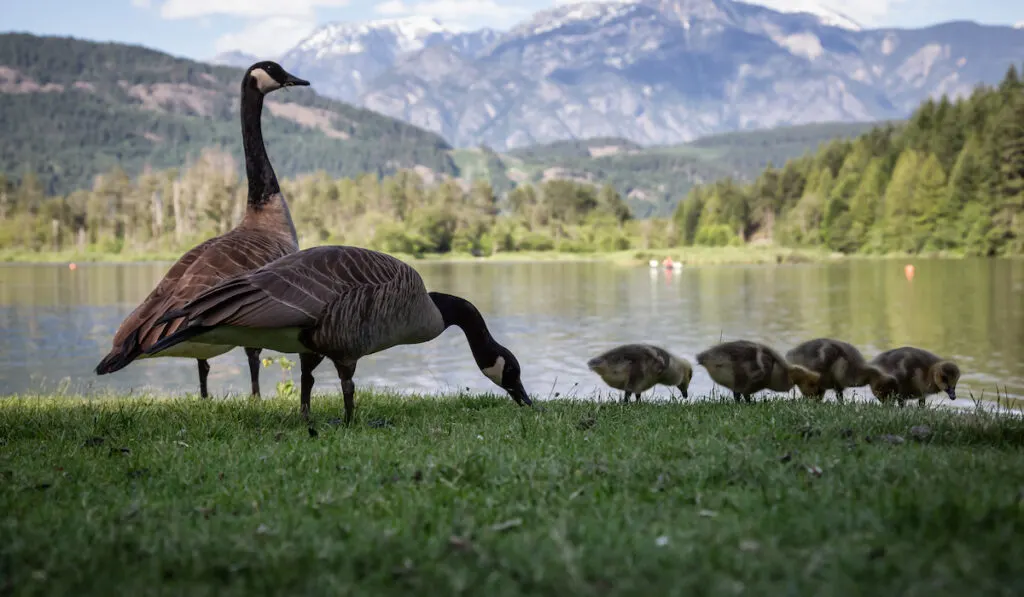 family of geese