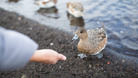 feeding duck