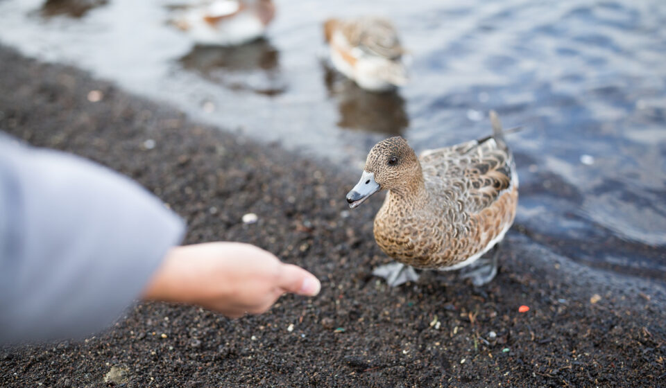 Can Ducks Eat Rice? Farmhouse Guide