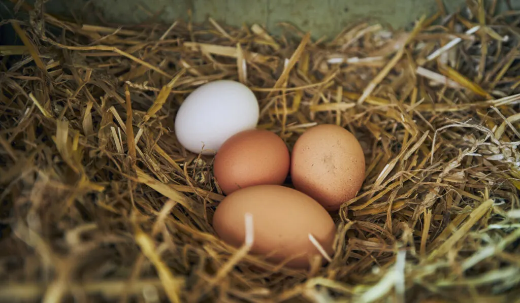 fresh eggs on straw