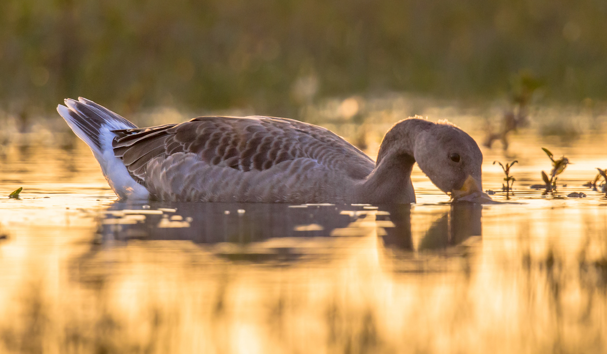 Do Geese Eat Fish? - Farmhouse Guide