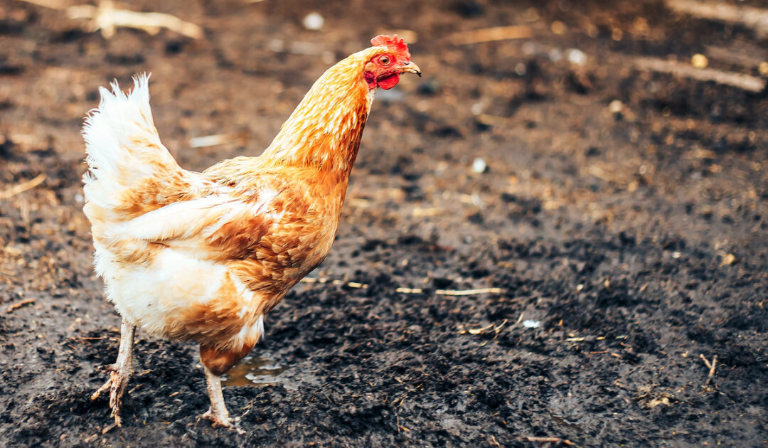 Do Chickens Pee and How Can You Keep Their Eggs Clean? Farmhouse Guide