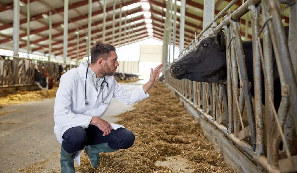 vet with cow