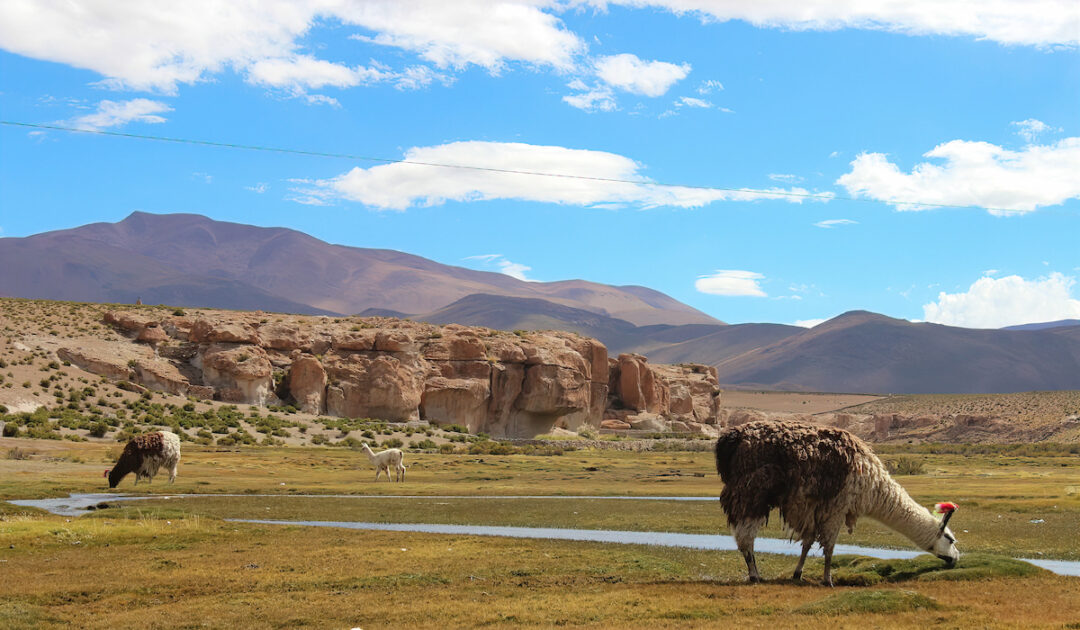 What Do Llamas Eat? Farmhouse Guide