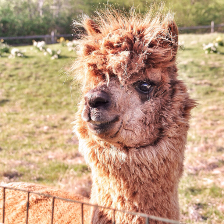 What Do Llamas Eat? Farmhouse Guide
