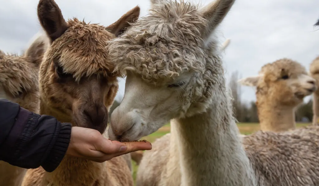 girl feeding llama