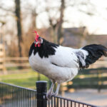 11 Beautiful Black and White Chicken Breeds