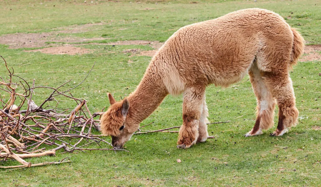 llama eating forage
