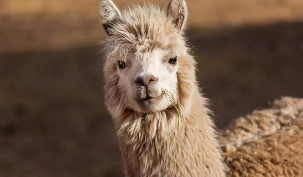 llama posing