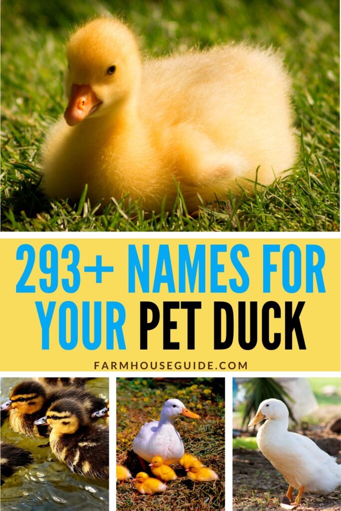 Pinterest image, names for your pet duck