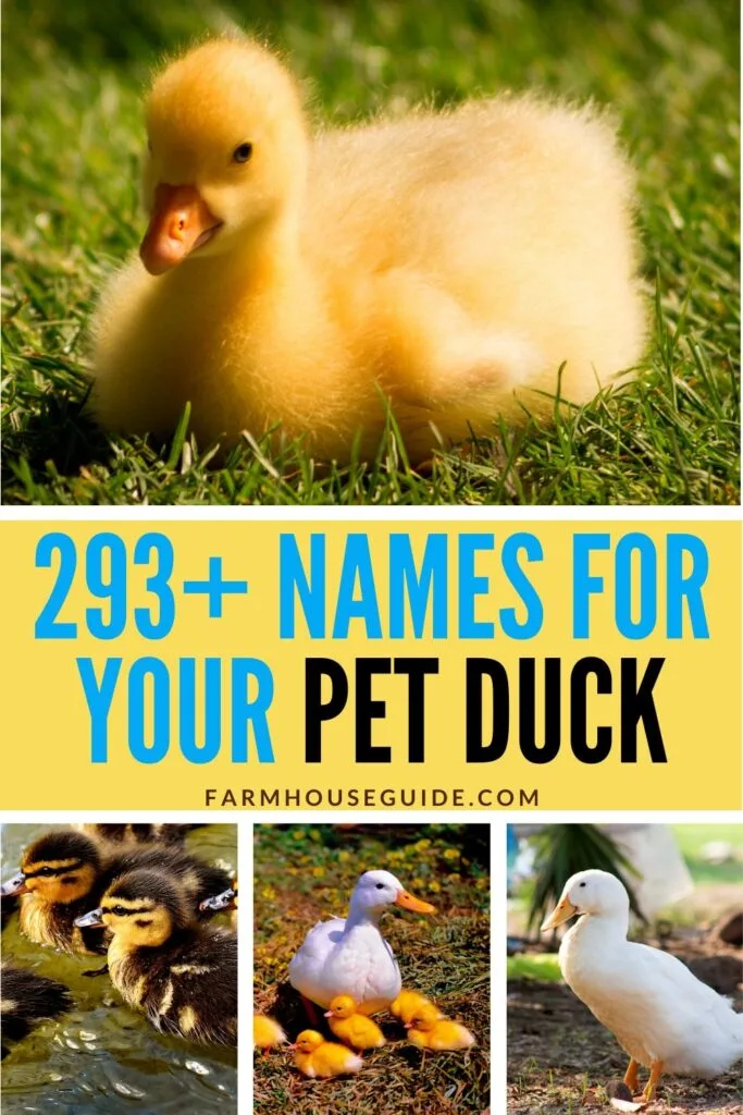 Pinterest image, names for your pet duck