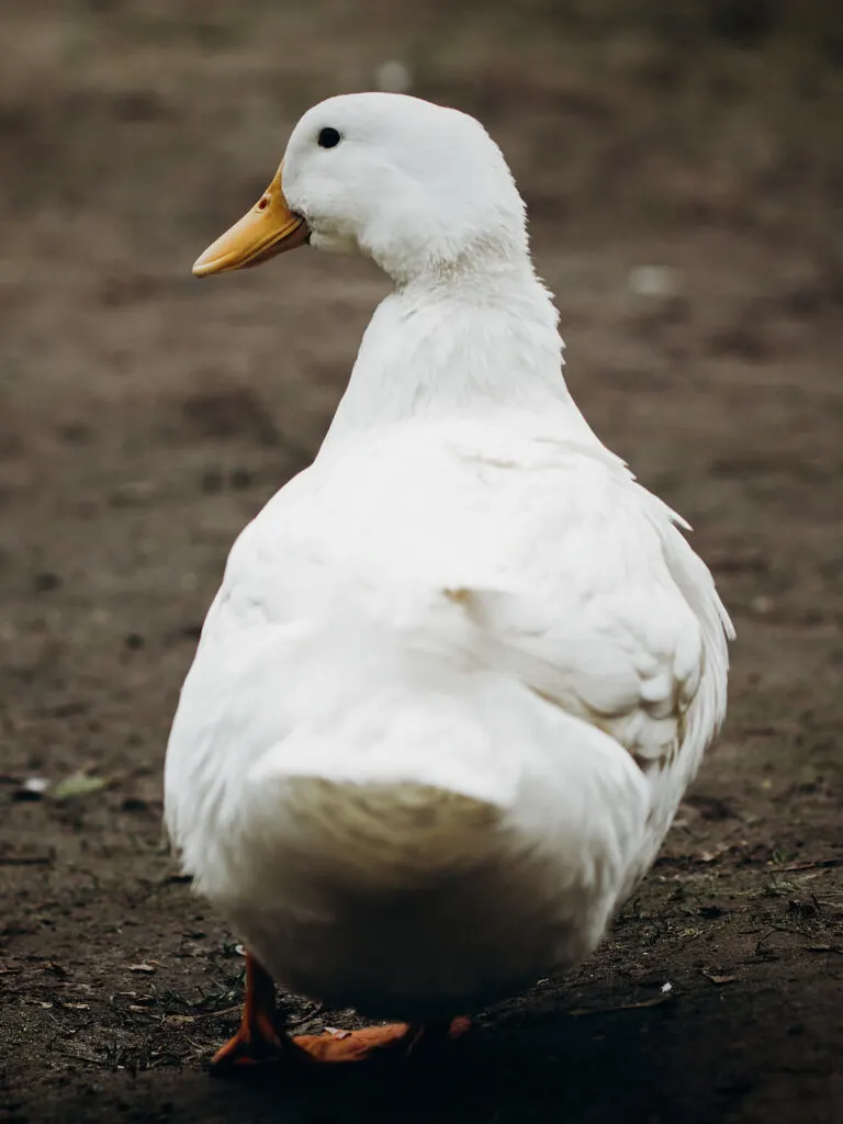 white duck back