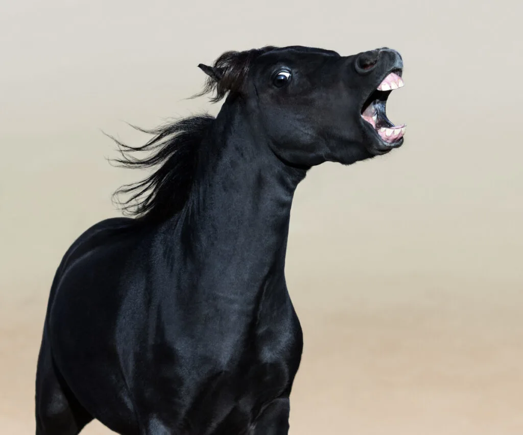 angry horse