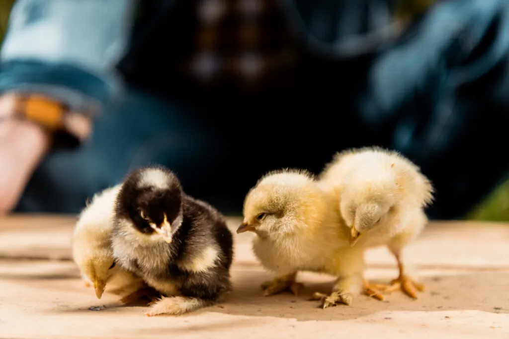 chicks together