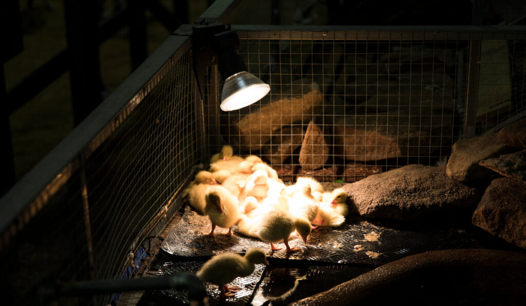 clsuter of chicks on warmer