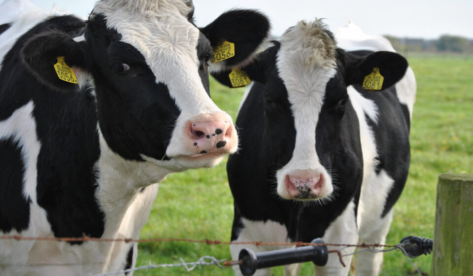 3 Reasons Cows Chew Wood and Eat Bark Farmhouse Guide