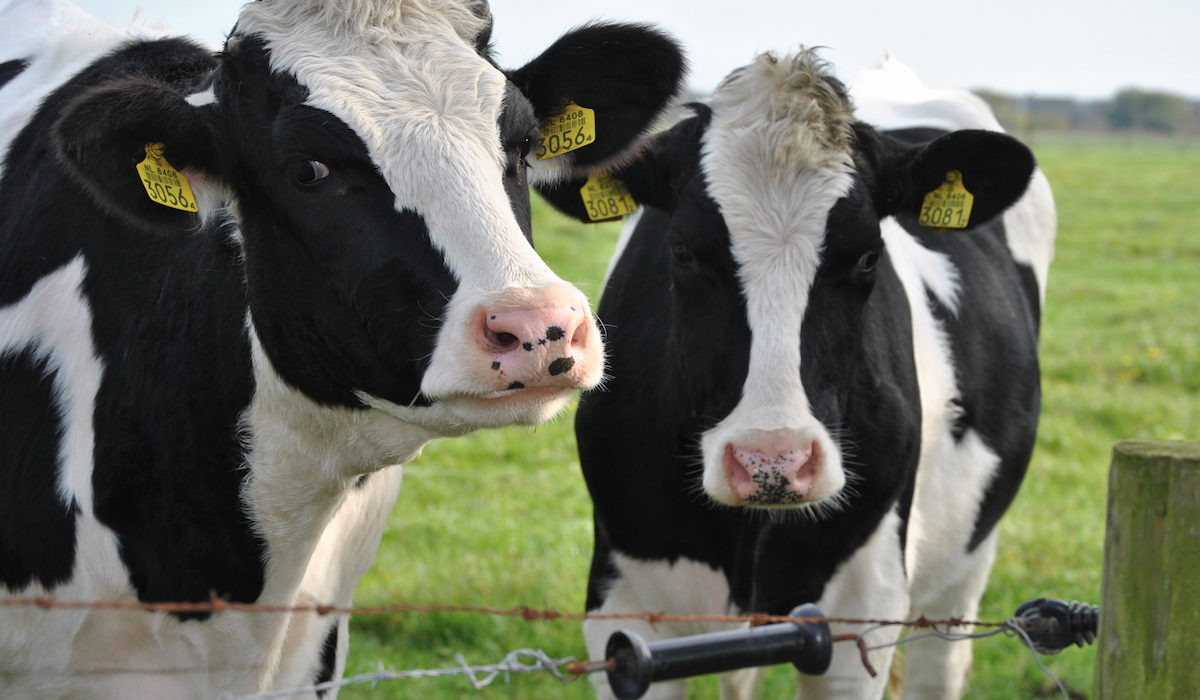 3 Reasons Cows Chew Wood and Eat Bark Farmhouse Guide