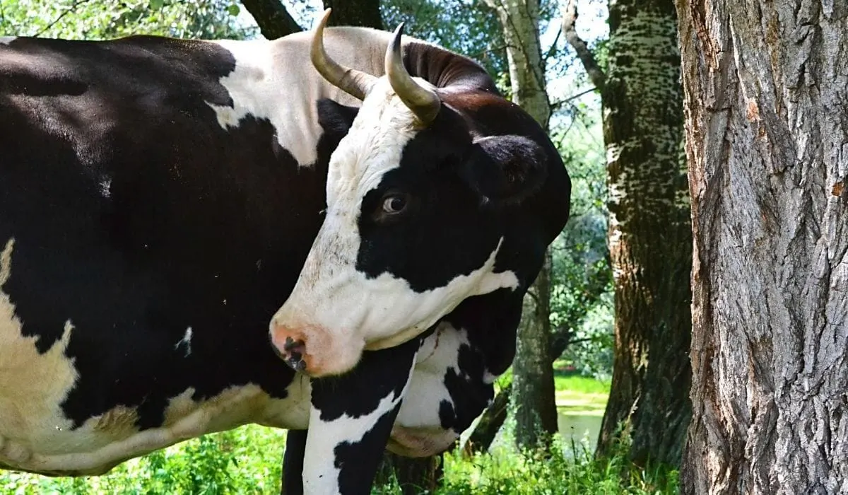 3 Reasons Cows Chew Wood And Eat Bark Farmhouse Guide