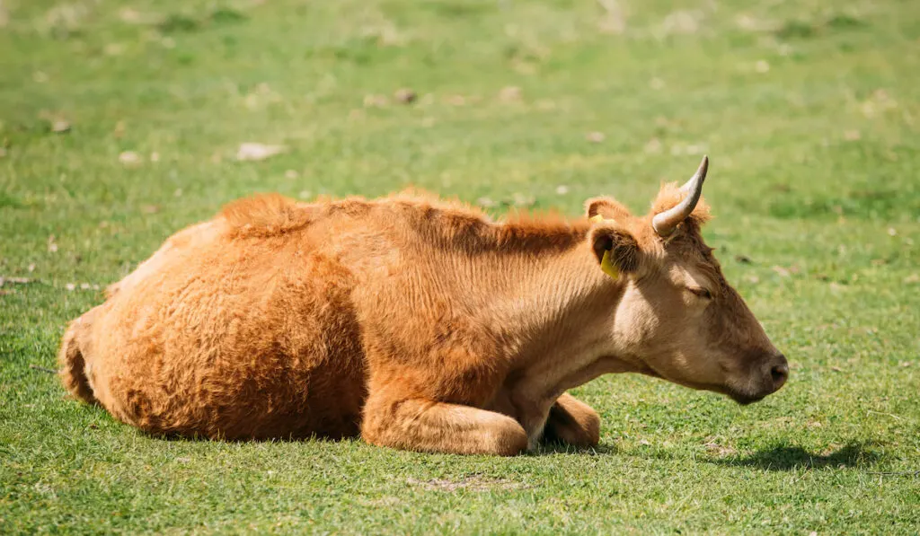 cow bored