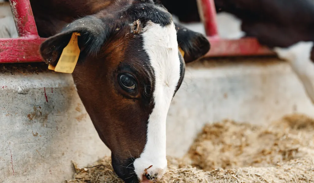 cow eating