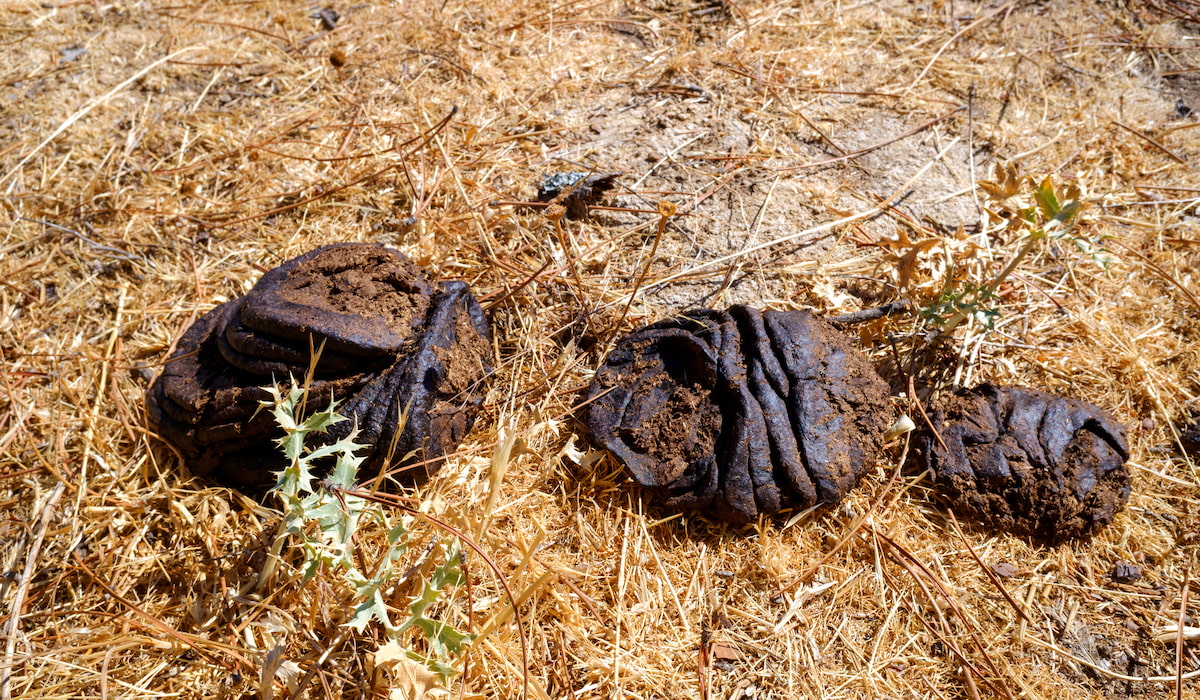 3 Reasons Cows Chew Wood and Eat Bark Farmhouse Guide