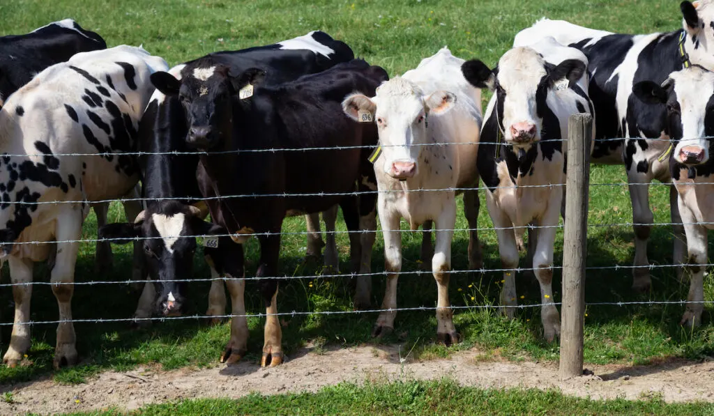 cow fence