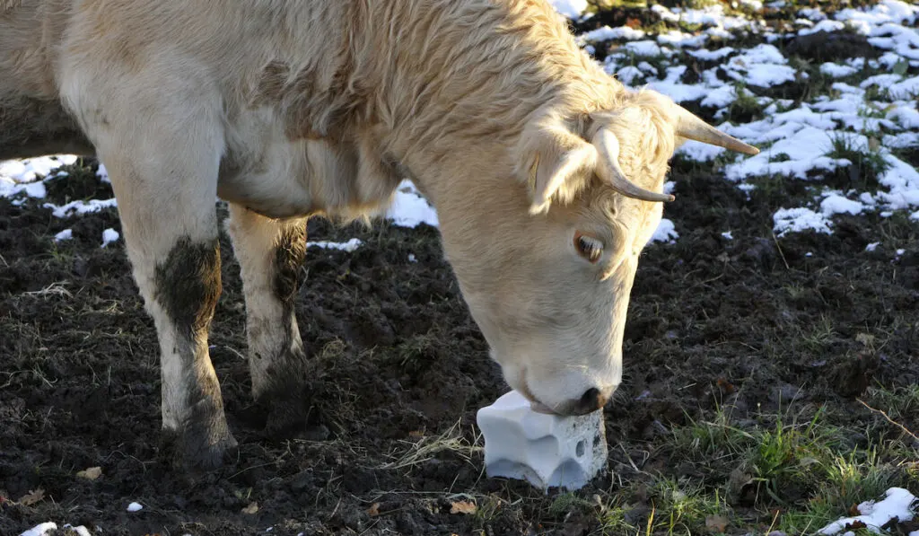 cow licking salt alone